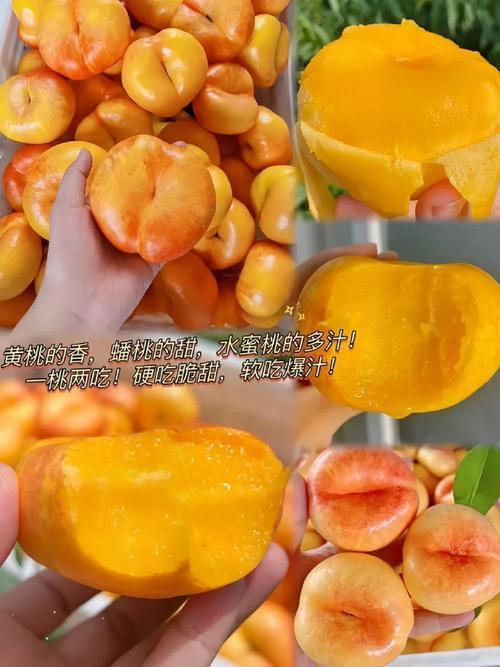 桃子2笑谈：网震我来，自嘲我道