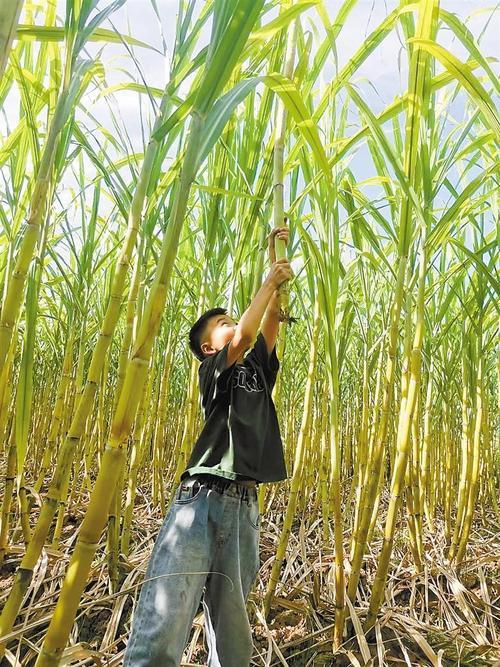 甘蔗地里的“疯狂”生活：出乎意料的喜悦