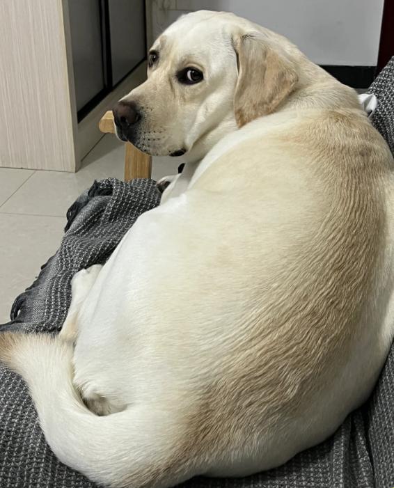"狗界