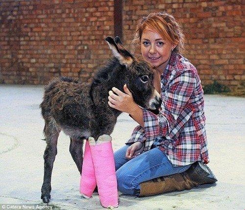 "人类与禽类的共生新趋势：笑谈网友的奇思妙想"