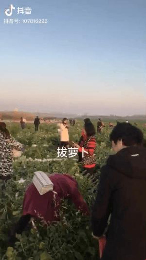 《狂拽萝卜秀，全球瞪大眼！》