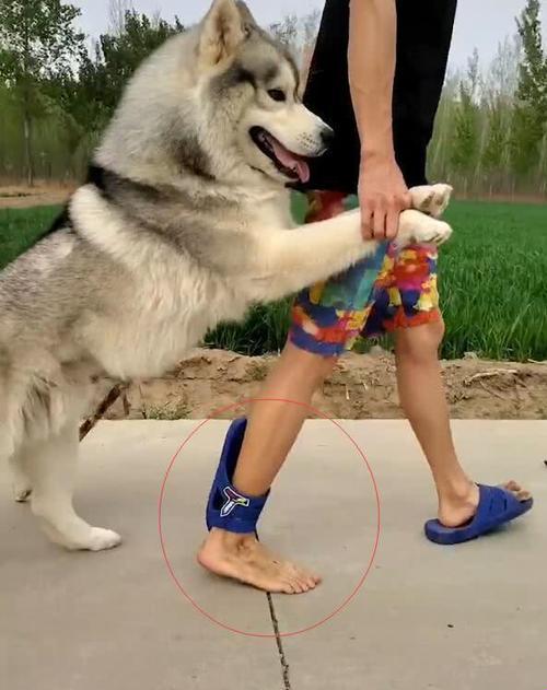 "飞奔吧，二哈双胞胎！科技界的惊奇创意"